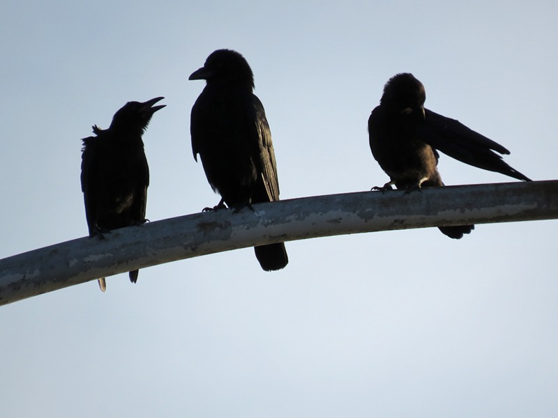朝の空、朝のカラスに朝のネコ、そしてもちろん朝の犬^m^_c0049299_2385915.jpg