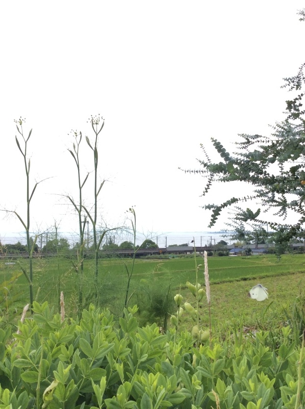 b0220002_16273255.jpeg