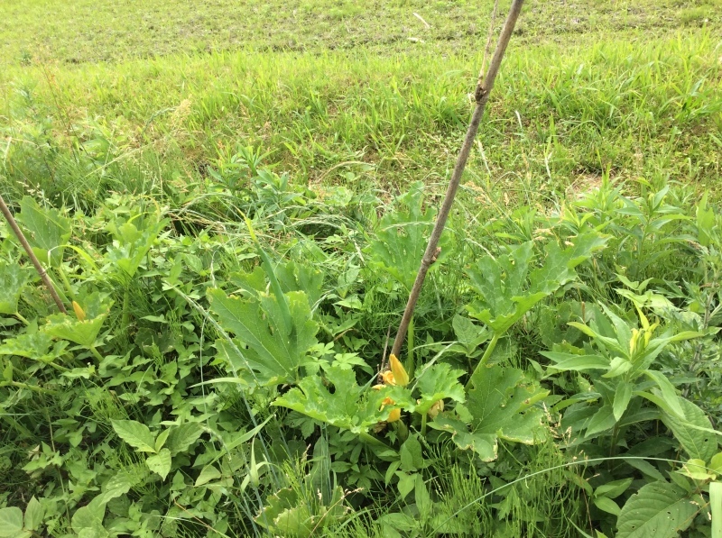 b0220002_16281975.jpeg