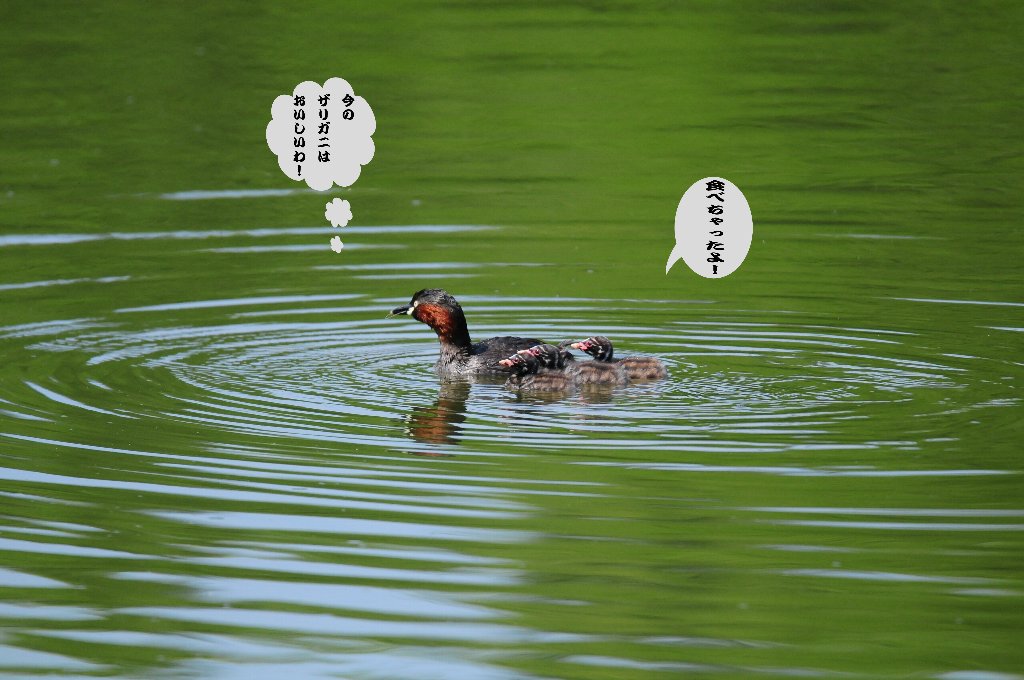 日曜日で公園は多数！_e0309106_1350132.jpg