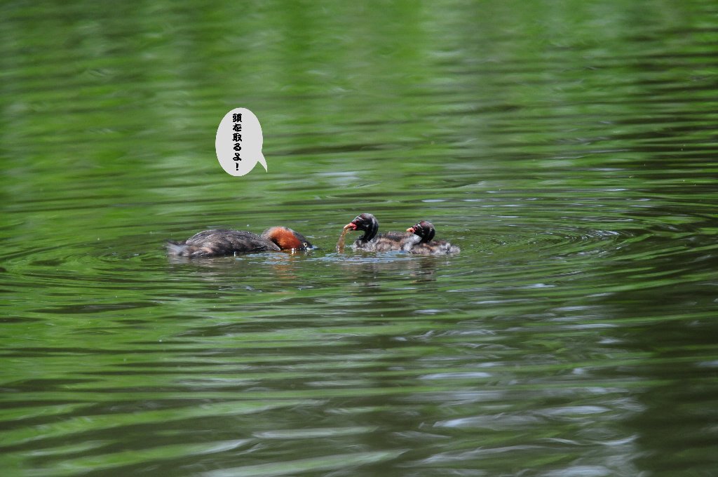 日曜日で公園は多数！_e0309106_13513565.jpg