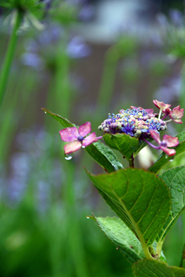 雨の紫陽花_b0014607_14481760.jpg