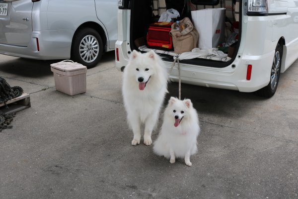 ２０１６年穴子オフ参加犬　　６月１２日(日）_b0073110_18285324.jpg