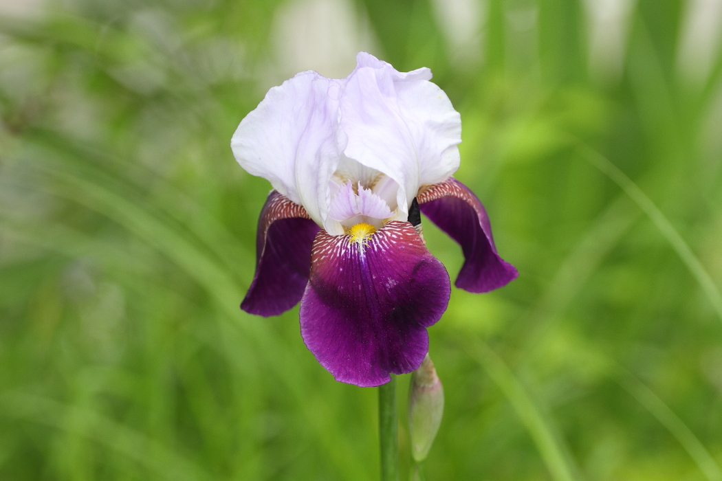 花咲く三島谷 _b0190710_18522929.jpg