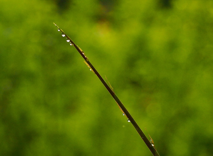 梅雨空に　　’16/06/12_d0048812_115118.jpg