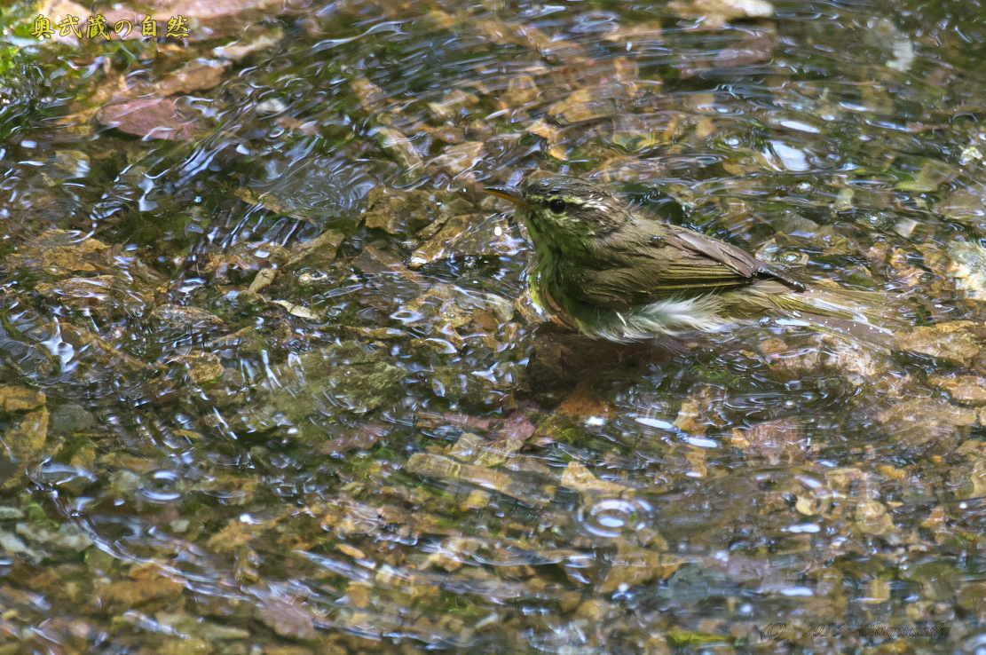 夏鳥が来たⅩ_e0268015_1825281.jpg