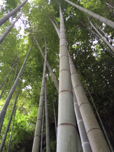鎌倉旅行記。_d0336521_18533308.jpg