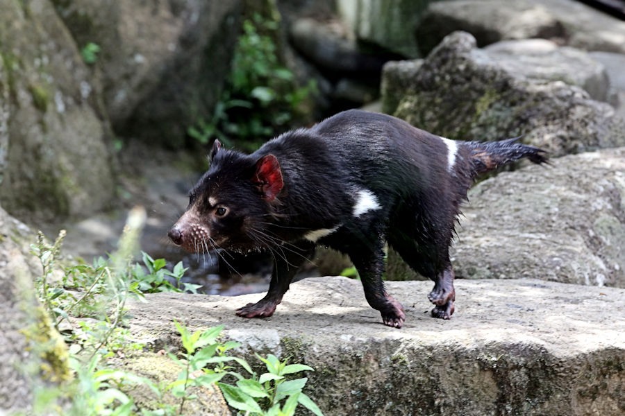 タスマニアデビルがやってきた 動物園放浪記 タスマニアデビルがやってきた 動物園放浪記