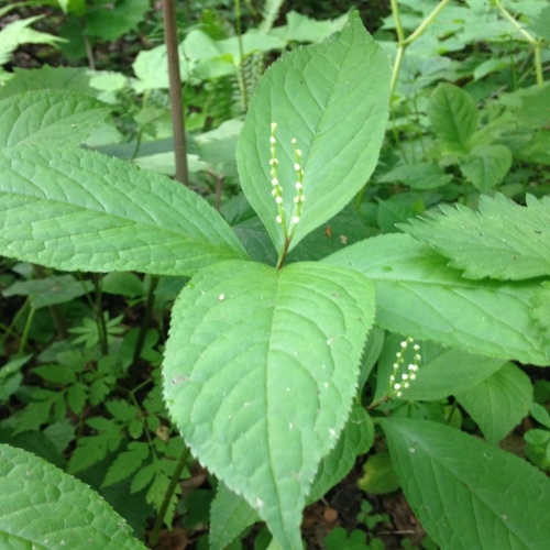 きょうこそ！朝の森4日目_b0052125_16415236.jpeg