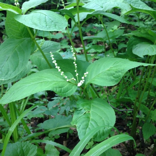 きょうこそ！朝の森4日目_b0052125_16420838.jpeg