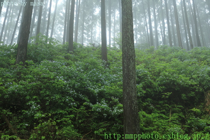 Forest of blue fairy Ⅱ_d0283427_17055477.jpg