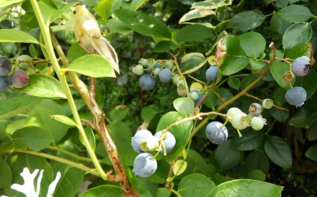 今日、出逢った花_f0002833_20402495.jpg