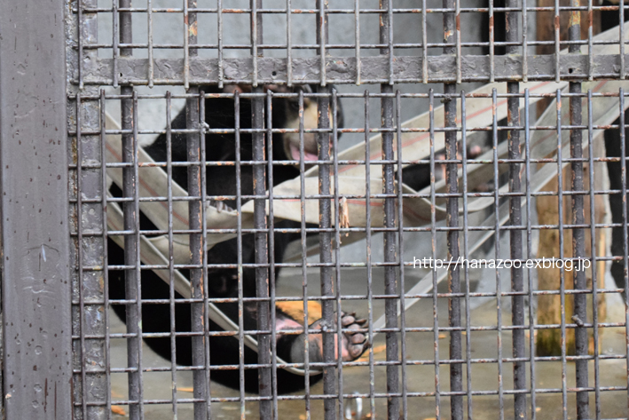 クマ舎とネコ科獣舎＠熊本市動植物園_b0245634_21263068.jpg