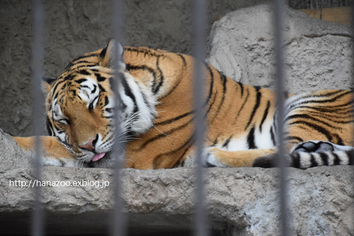 クマ舎とネコ科獣舎＠熊本市動植物園_b0245634_2135077.jpg