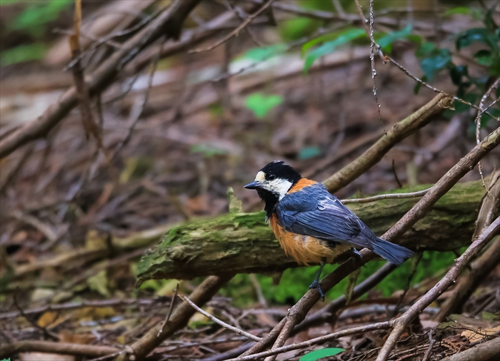 久しぶりの野鳥撮影_b0242140_15391693.jpg