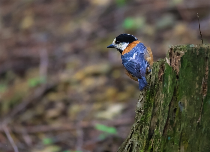 久しぶりの野鳥撮影_b0242140_15393647.jpg