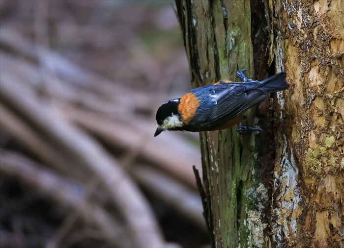 久しぶりの野鳥撮影_b0242140_1539876.jpg