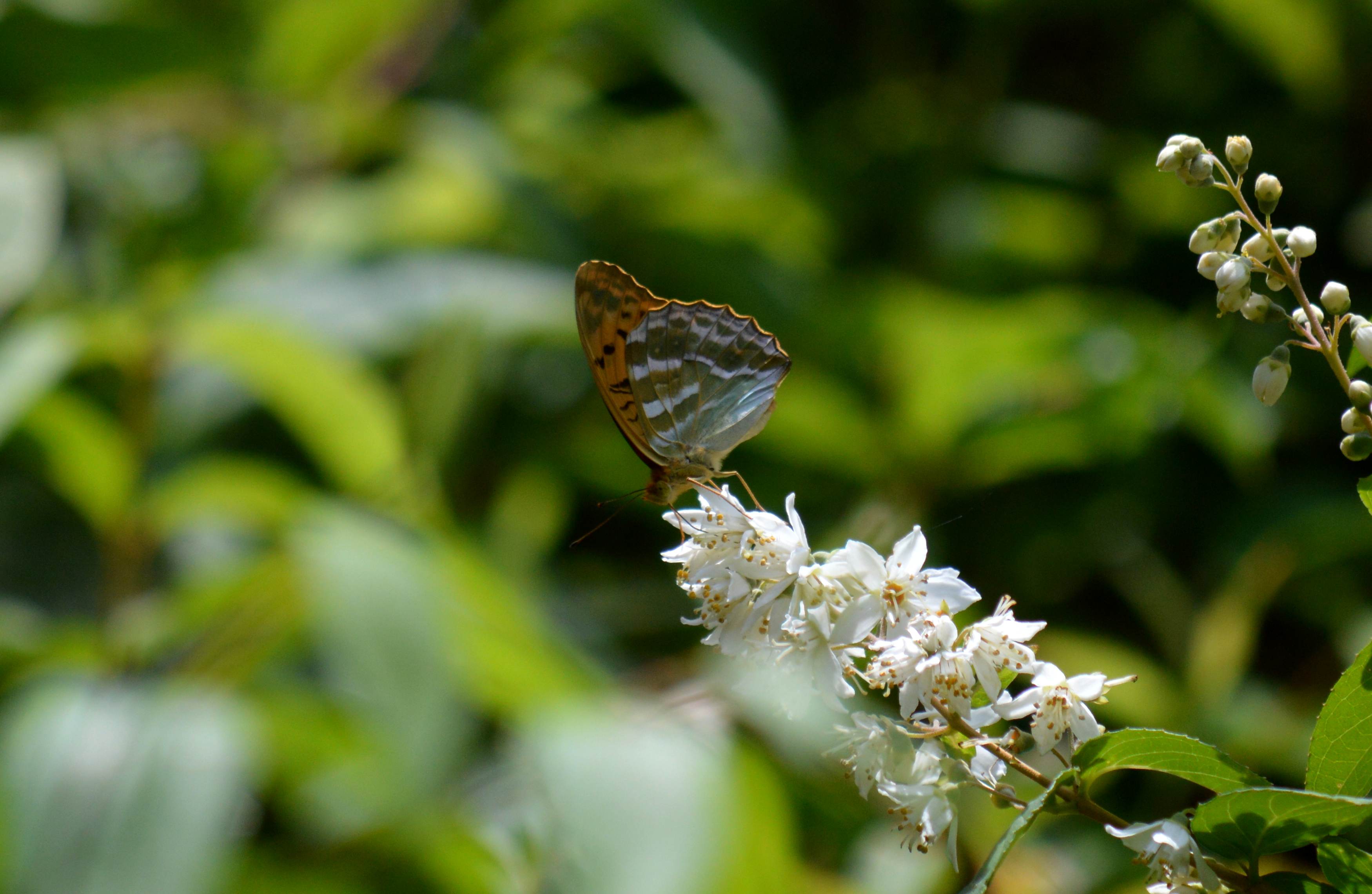 ヒョウモンチョウ達 6月11日 三河にて_d0254540_531254.jpg