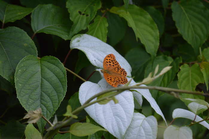 ヒョウモンチョウ達 6月11日 三河にて_d0254540_545663.jpg