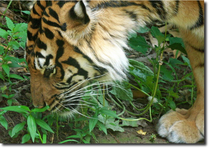 上野動物園　（6月11日）_c0121841_13575470.jpg