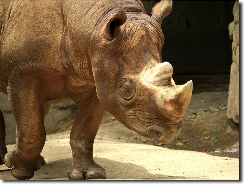 上野動物園　（6月11日）_c0121841_1358345.jpg