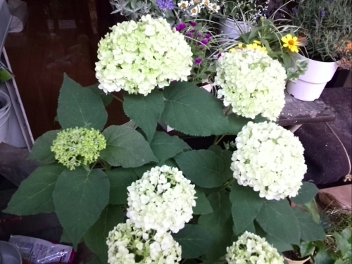 c0348441_14305889.jpg