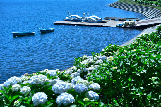 16年5月 鹿児島県 大隅湖の紫陽花 サアーの撮ろう登ろう日記 16年5月 鹿児島県 大隅湖の紫陽花 サアーの撮ろう登ろう日記