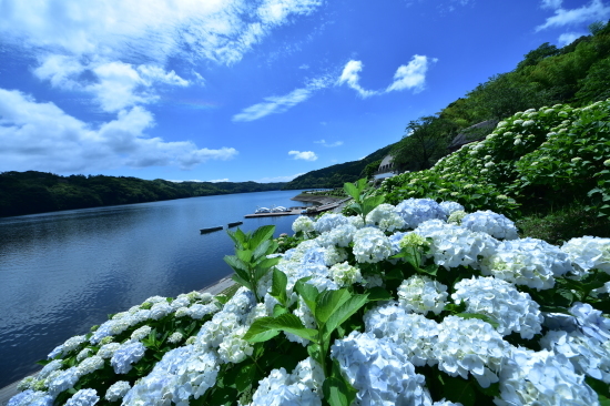 16年5月 鹿児島県 大隅湖の紫陽花 サｱーの撮ろう登ろう日記