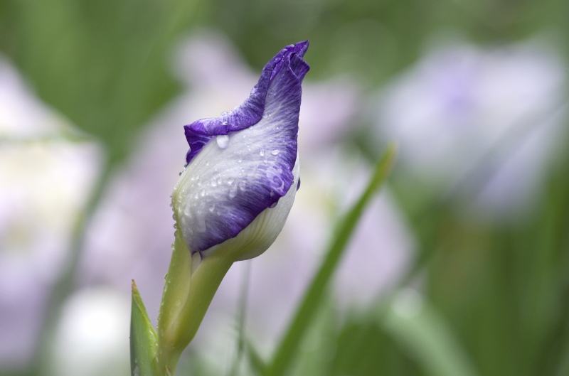 雨の花菖蒲_c0238352_22311683.jpg