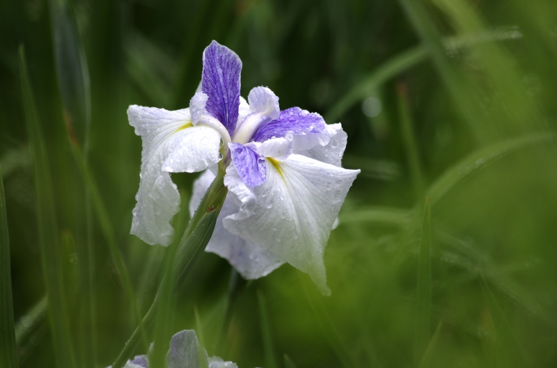 雨の花菖蒲_c0238352_2231251.jpg