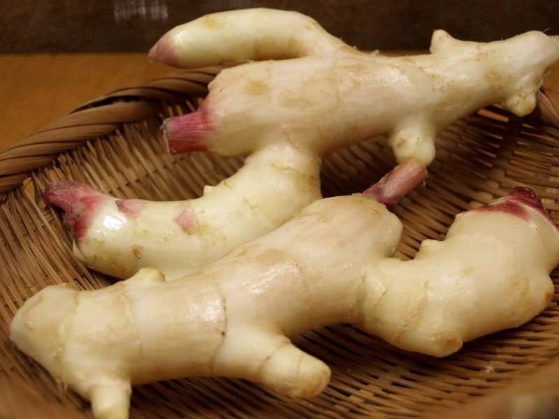 新生姜の甘酢漬け ガリ ガジャのねーさんの 空をみあげて Hazle Cucu 新生姜の甘酢漬け ガリ ガジャのねーさんの 空をみあげて Hazle Cucu