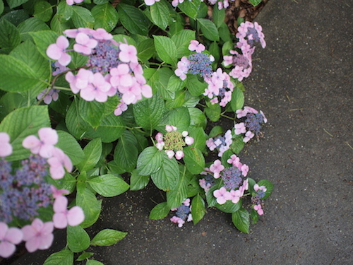 紫陽花を見に。_a0335560_18242349.jpg