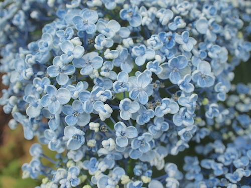 紫陽花を見に。_a0335560_18242378.jpg