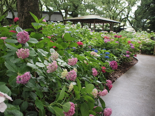 紫陽花を見に。_a0335560_18242392.jpg