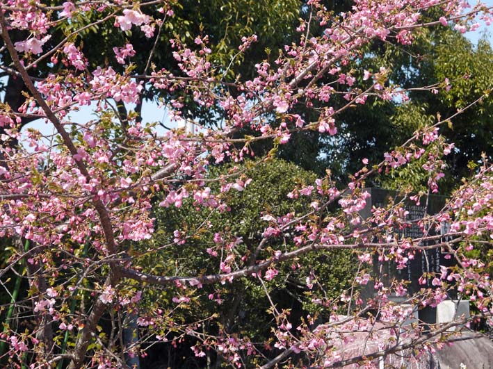 野口初太郎翁頌徳碑建立地の河津桜、７年間でこんなに成長_c0014967_1351514.jpg
