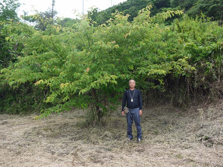 野口初太郎翁頌徳碑建立地の河津桜、７年間でこんなに成長_c0014967_1363226.jpg