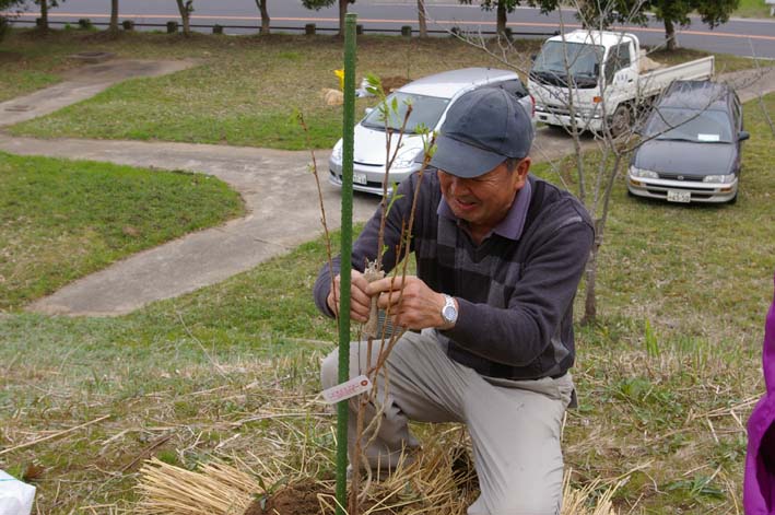 野口初太郎翁頌徳碑建立地の河津桜、７年間でこんなに成長_c0014967_1365090.jpg