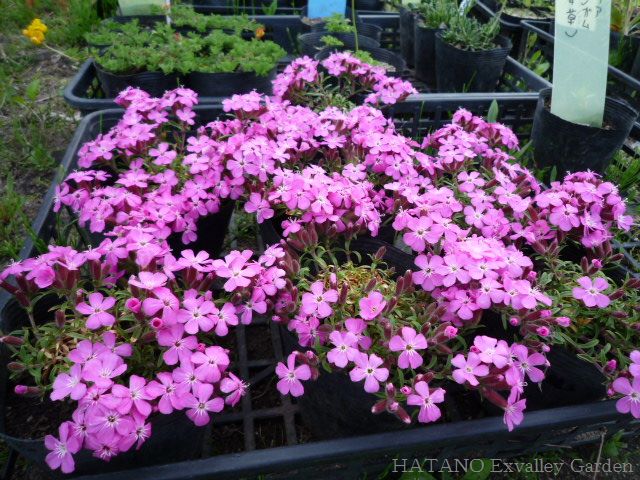 サポナリア ブレシンガムと Hatano Exvalley Garden