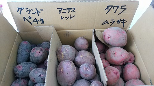 プチ便り(ジャガイモの収穫)_a0206870_1721060.jpg