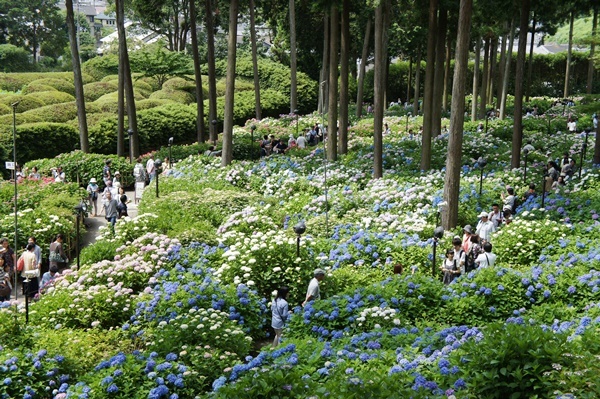 1万株の紫陽花　　＠ 京都　三室戸寺_e0177271_06551651.jpg