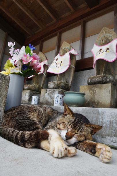 福岡の猫島「相島」（あいのしま）の猫写真アップ！_e0171573_16172448.jpg