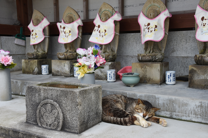 福岡の猫島「相島」（あいのしま）の猫写真アップ！_e0171573_16173313.jpg