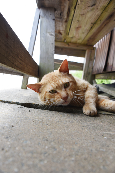 福岡の猫島「相島」（あいのしま）の猫写真アップ！_e0171573_16173866.jpg