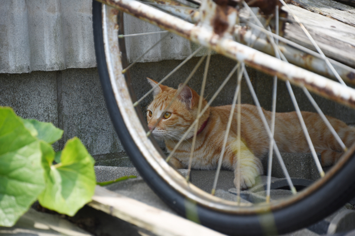 福岡の猫島「相島」（あいのしま）の猫写真アップ！_e0171573_16174344.jpg