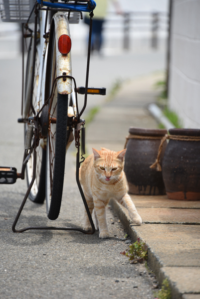 福岡の猫島「相島」（あいのしま）の猫写真アップ！_e0171573_16174966.jpg
