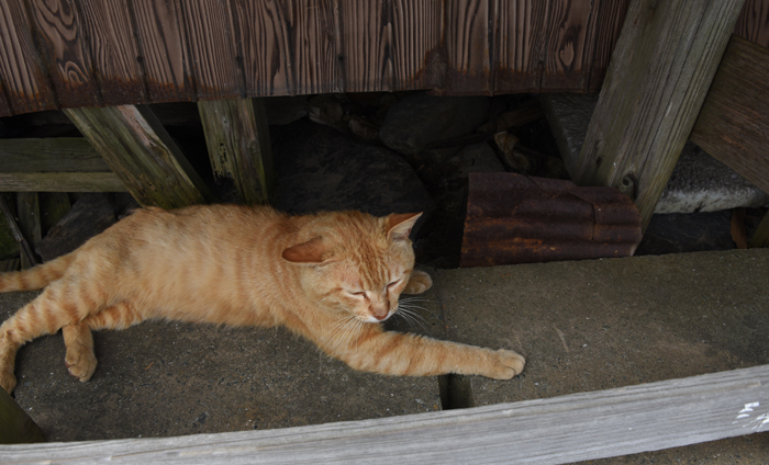 福岡の猫島「相島」（あいのしま）の猫写真アップ！_e0171573_16175494.jpg