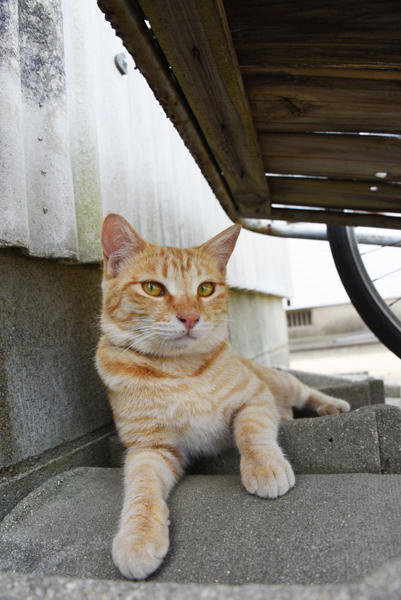 福岡の猫島「相島」（あいのしま）の猫写真アップ！_e0171573_1617582.jpg
