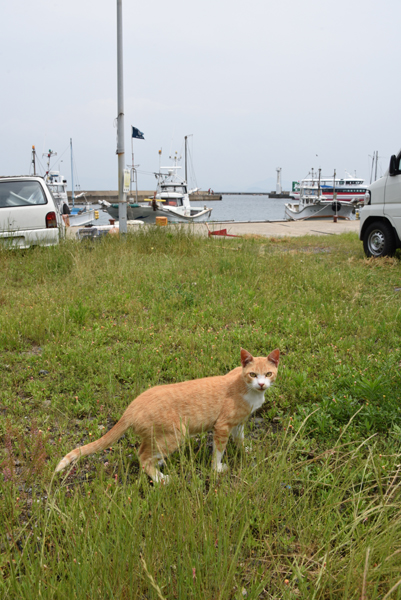福岡の猫島「相島」（あいのしま）の猫写真アップ！_e0171573_16181958.jpg