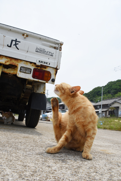 福岡の猫島「相島」（あいのしま）の猫写真アップ！_e0171573_16183389.jpg