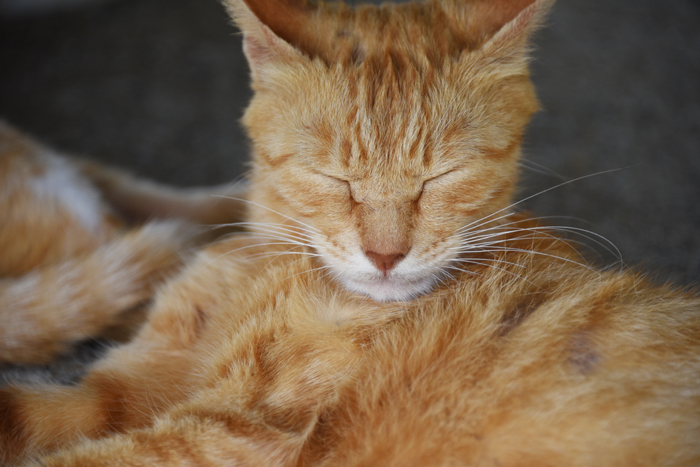 福岡の猫島「相島」（あいのしま）の猫写真アップ！_e0171573_16183893.jpg